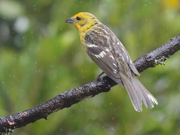 <h3><a href="/trips/costa-rica/biota/animalia/chordata/aves/040 passeriformes/129 cardinalidae/piranga bidentata/piranga bidentata-nl.html">Piranga&nbsp;bidentata</a> / Flame‑colored&nbsp;tanager / Bloedtangare</h3>OM-1 Mark II met OLYMPUS M.150-400mm F4.5, 1/2000 sec  bij F4.5, ISO 5000, afstand 5.65&nbsp;m